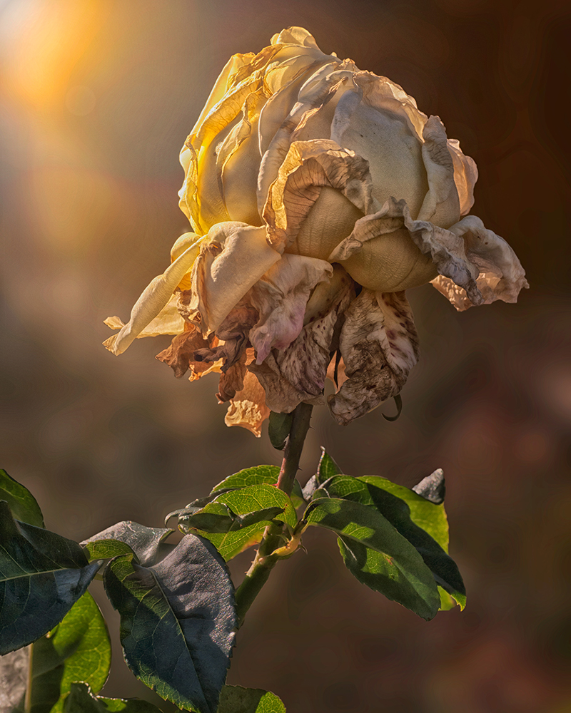 Sunset Glow