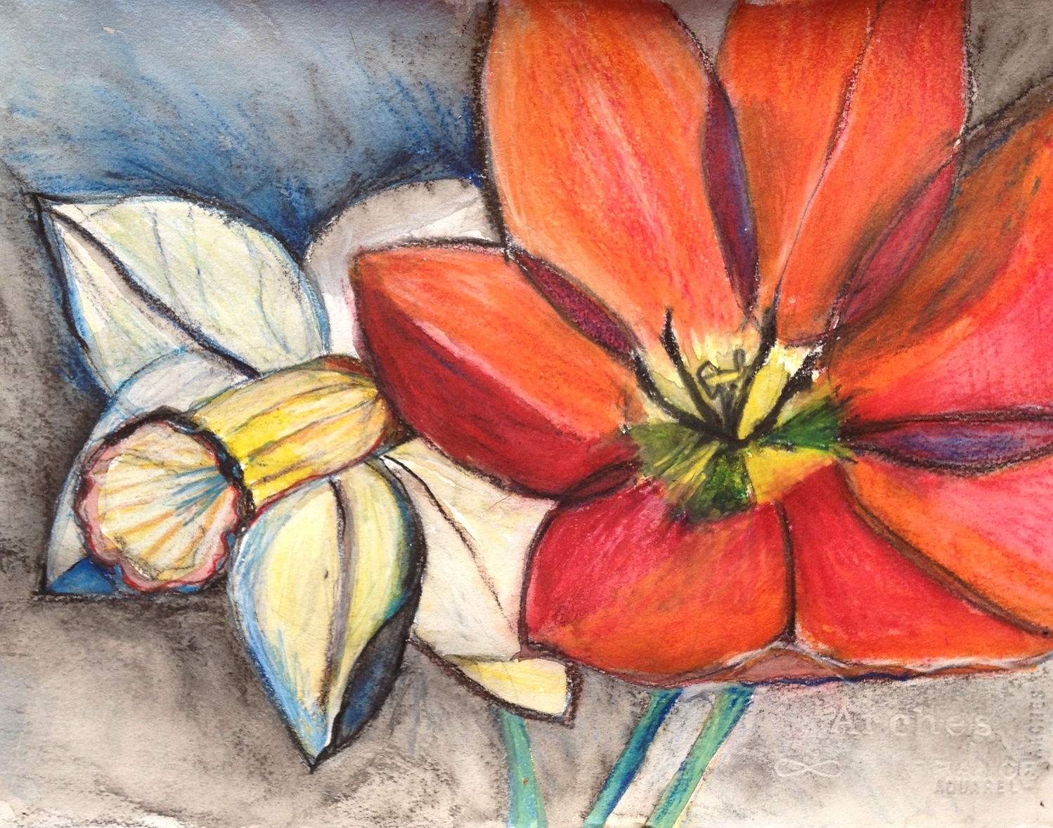 Narcissis and Tulip Close Up