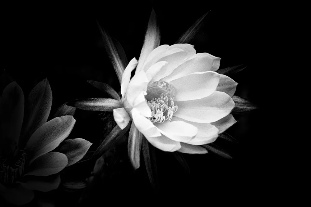 Cactus Flower
