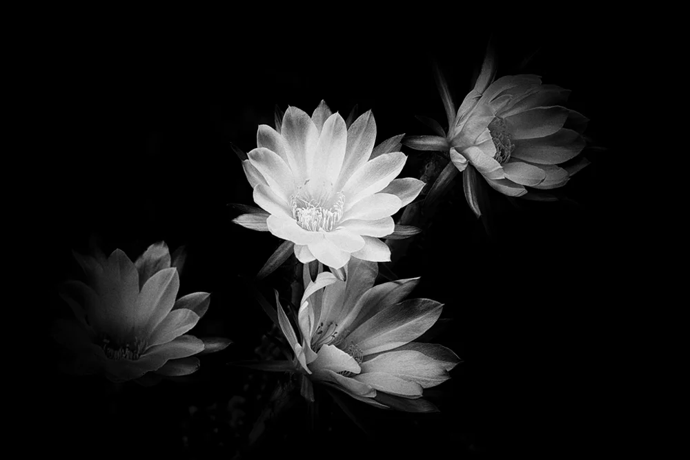 Cactus Flowers