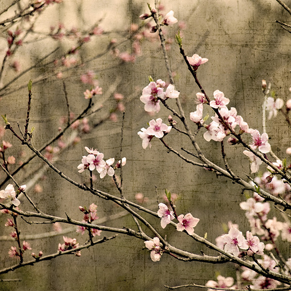 Cherry Trees