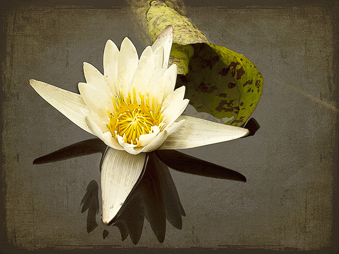 Water Lily