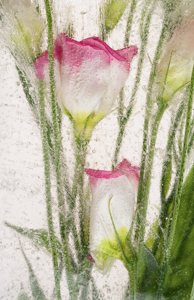 Spring Time