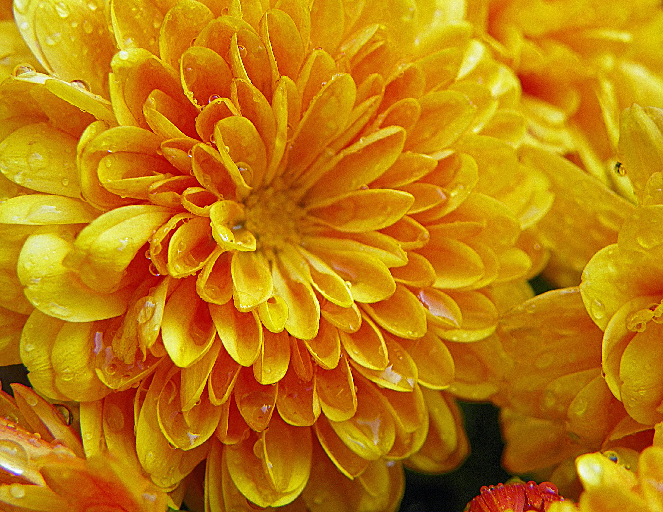 Mums The Word