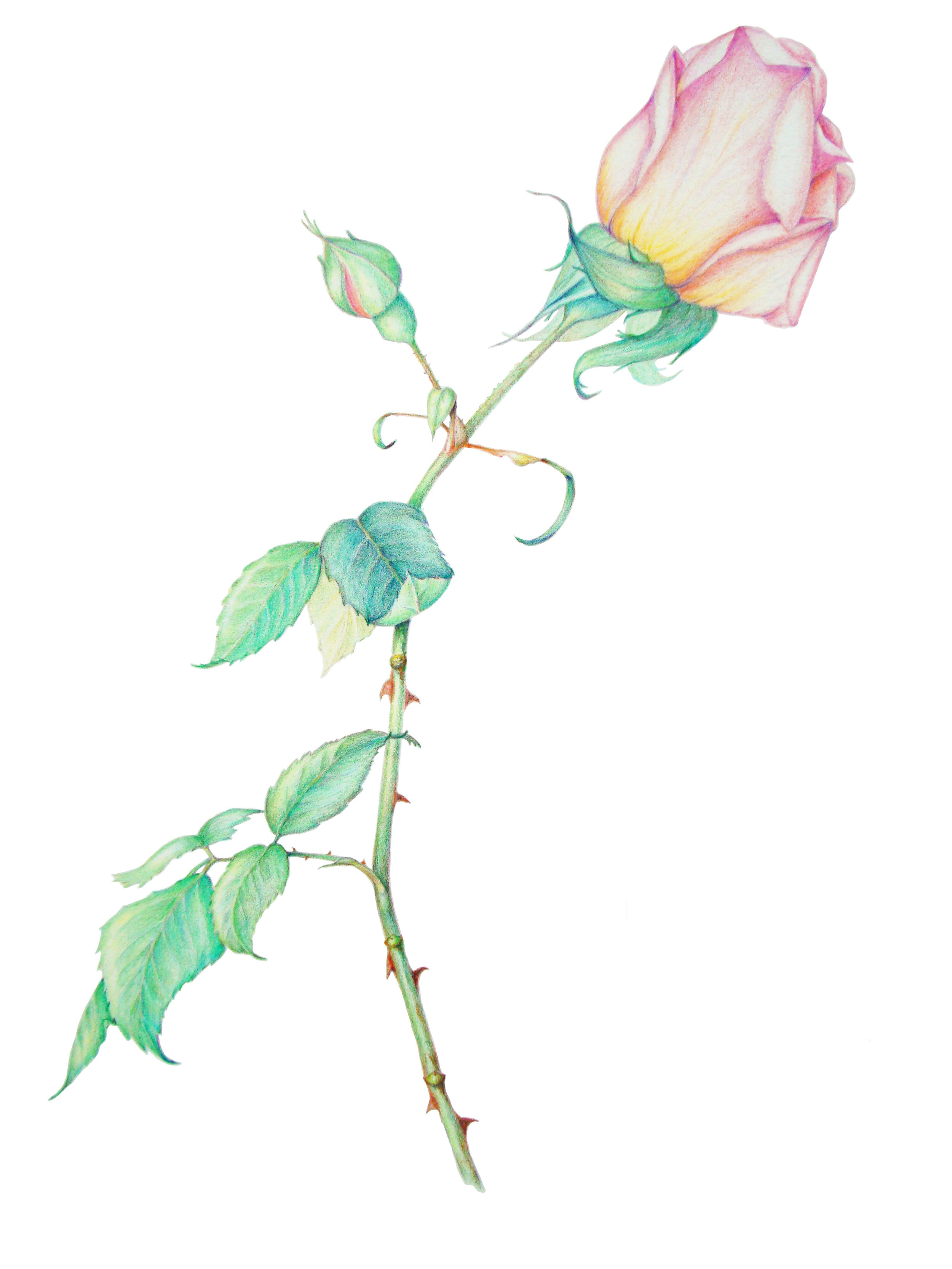 Rosa "Compassion"