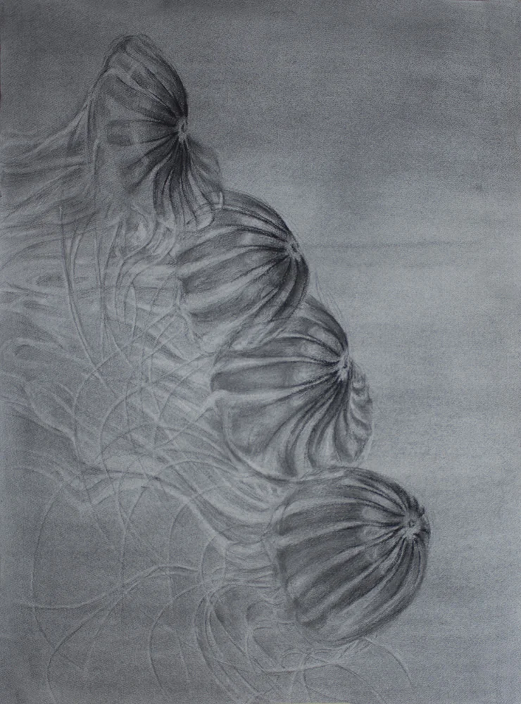 Jellyfish