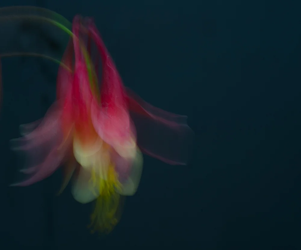 Dancing Columbine