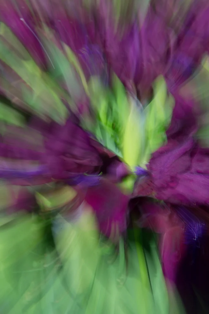 Iris Play