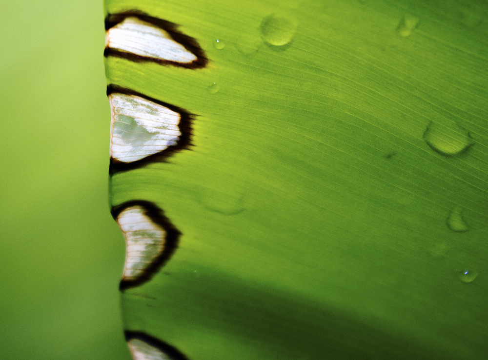 Abstract in Nature #1