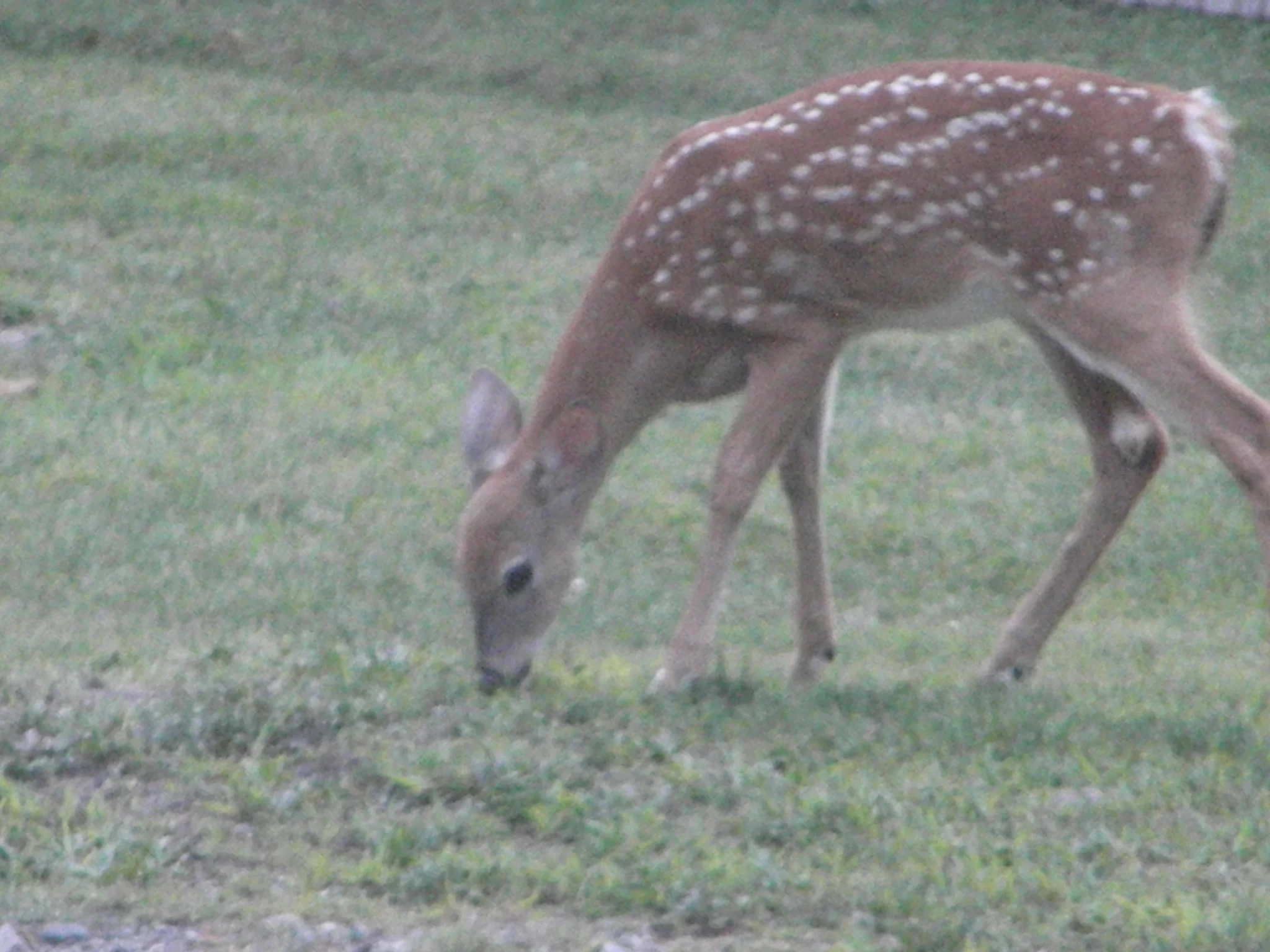 A Gentle Graze