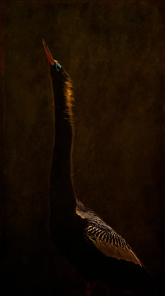 Ethereal Anhinga