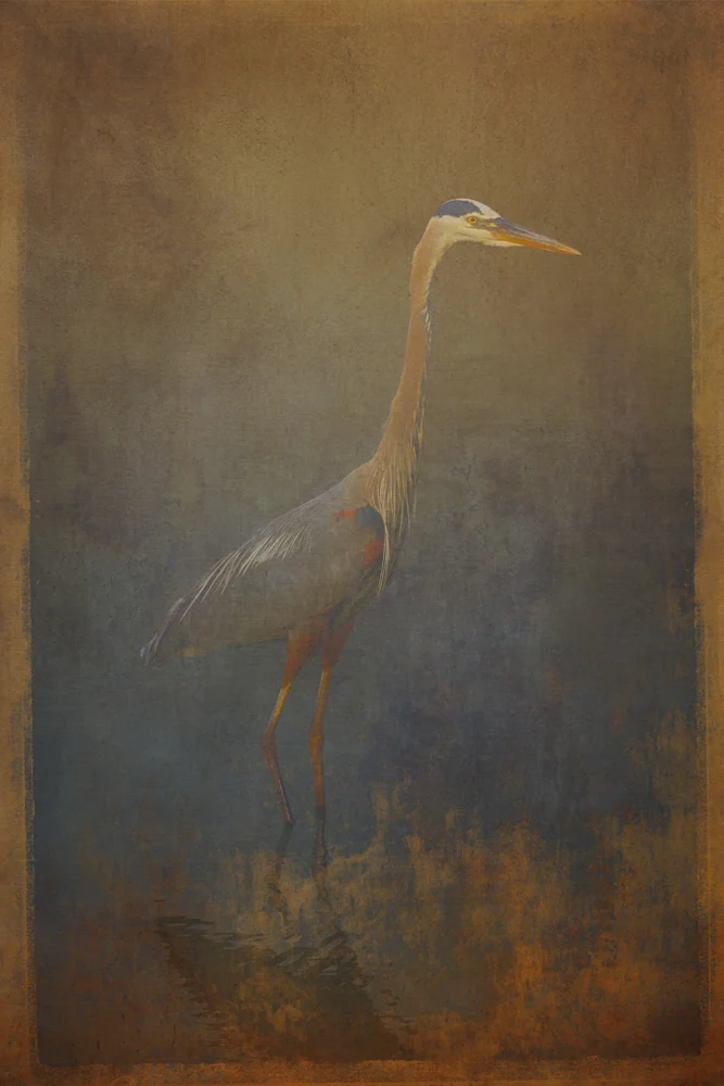 Great Blue Heron