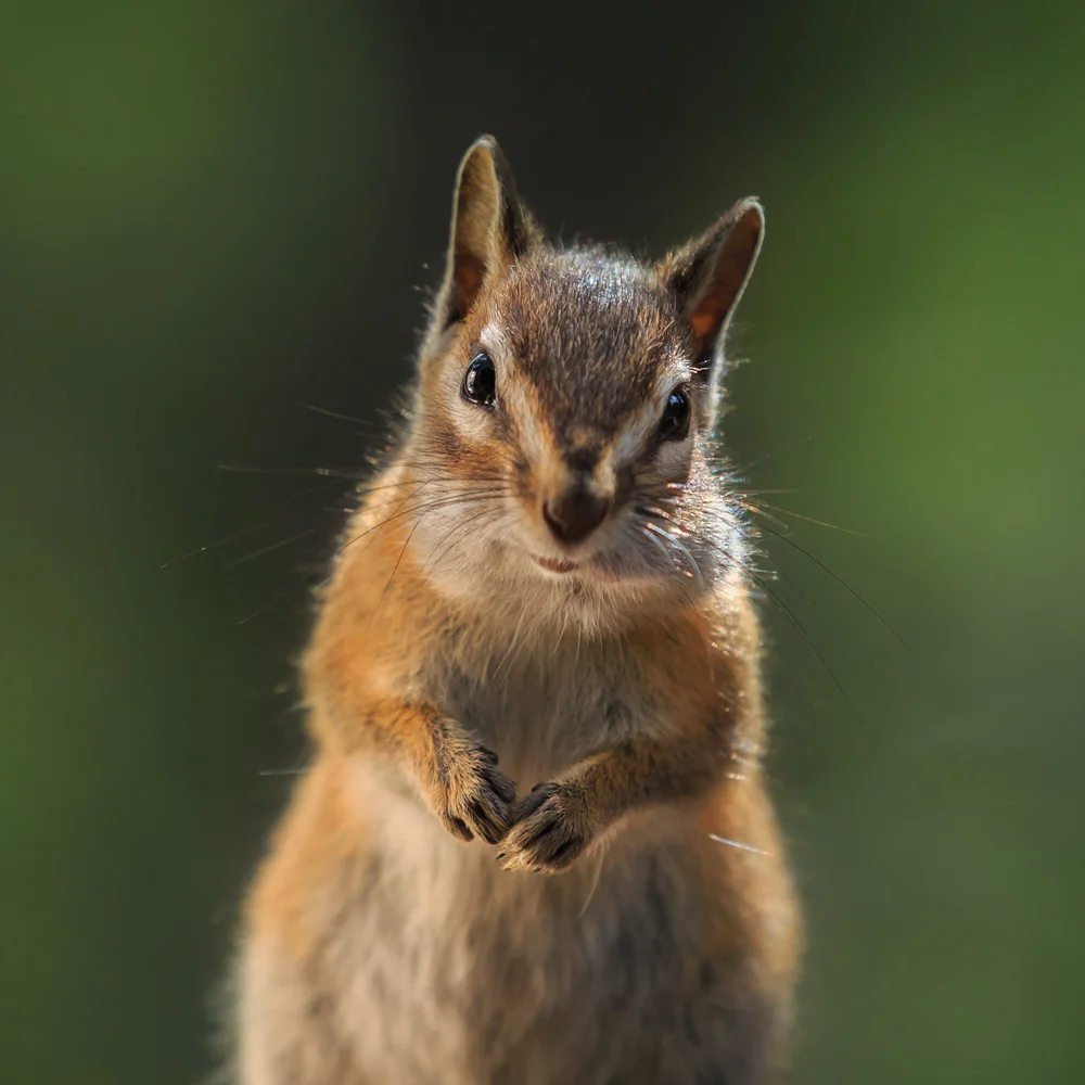 Peanut