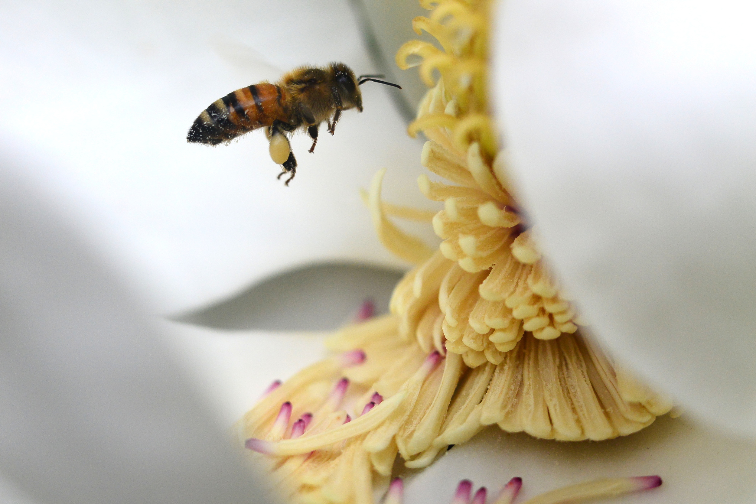 Baby Between the Petals