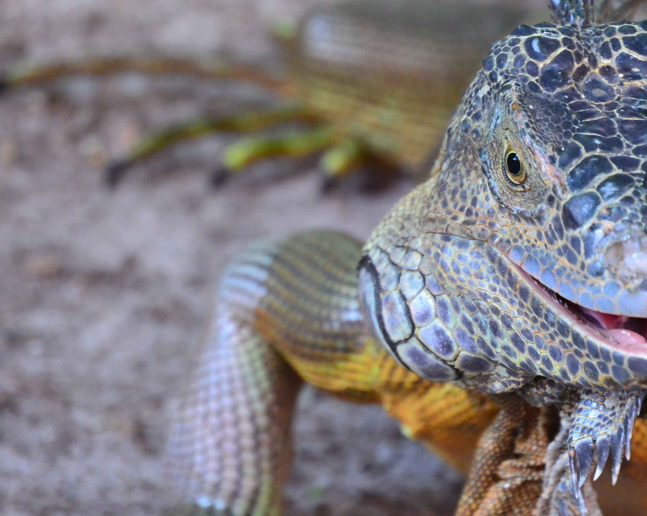Iguana Up Close