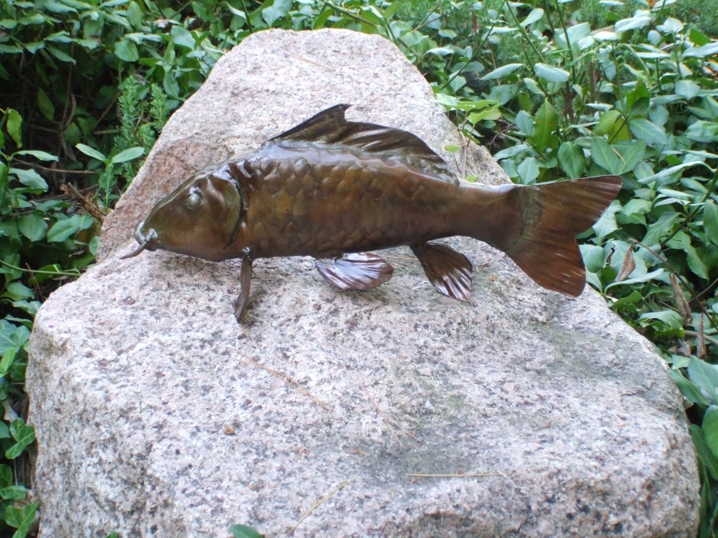 Koi