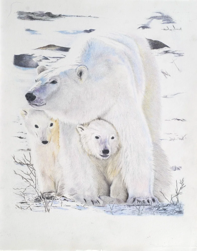 Polar Bears