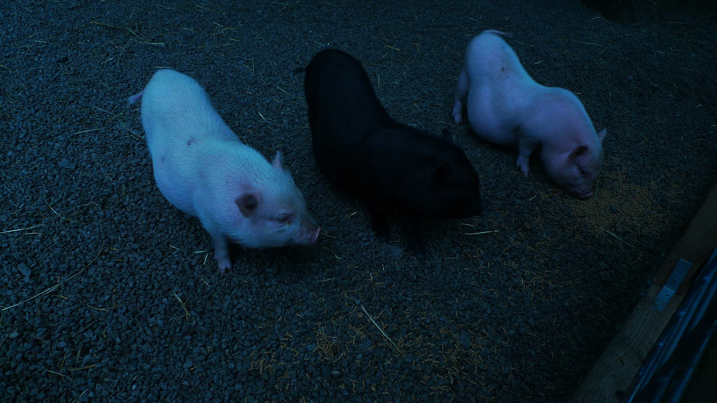 Three Pigs