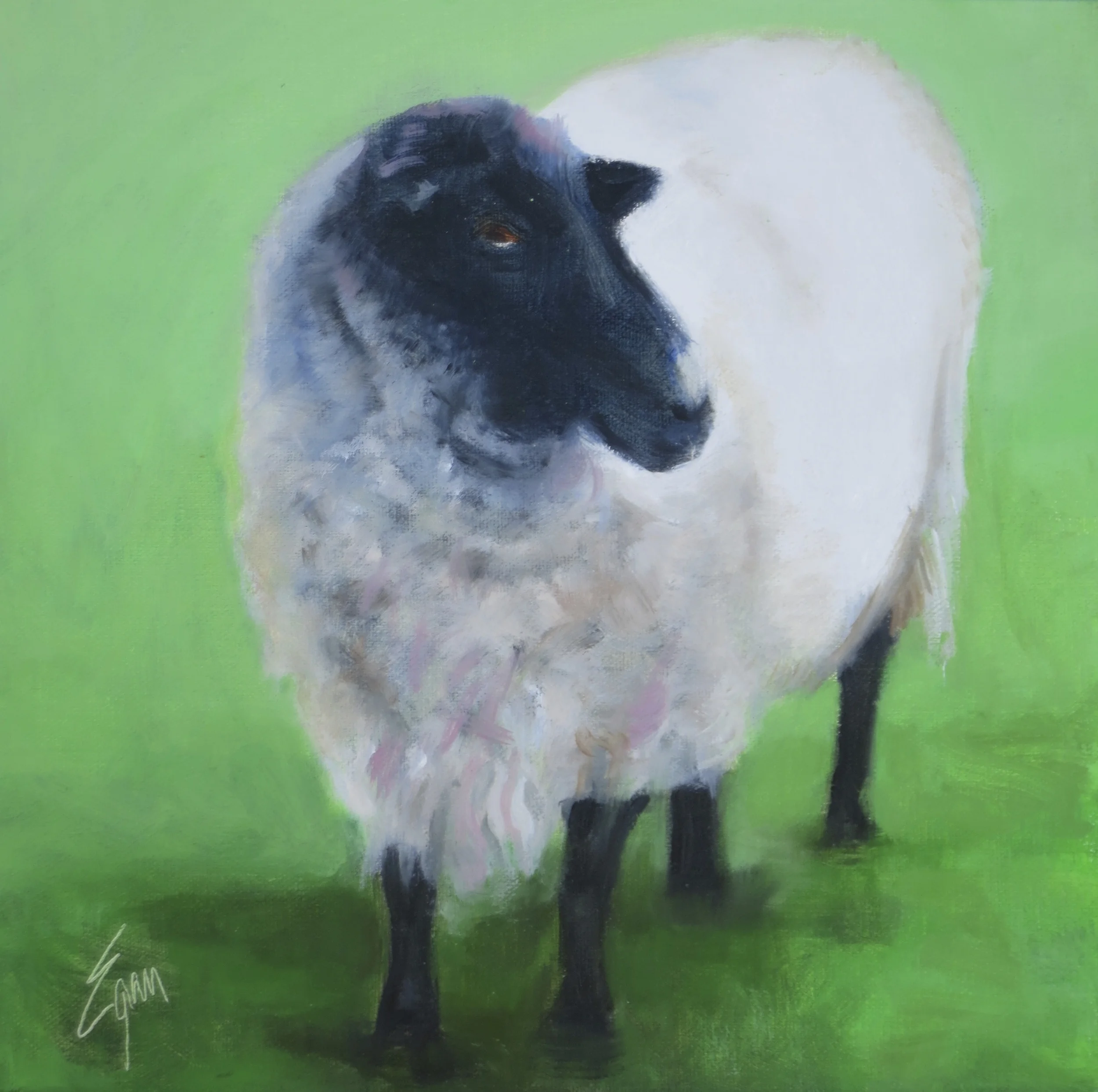 Napa Sheep