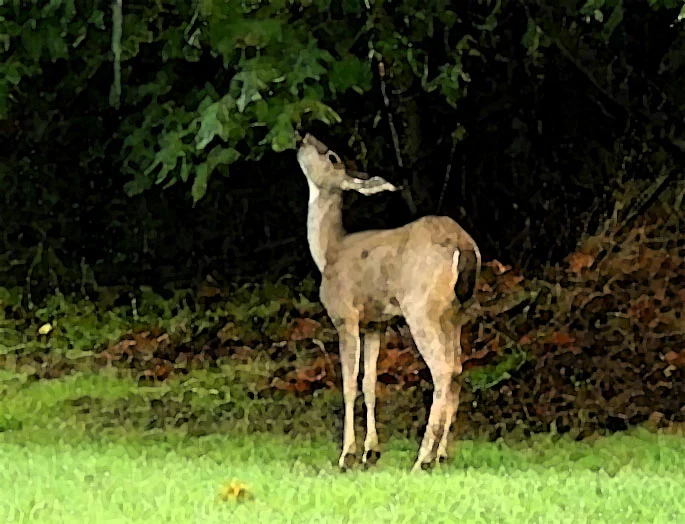 Backyard Deer