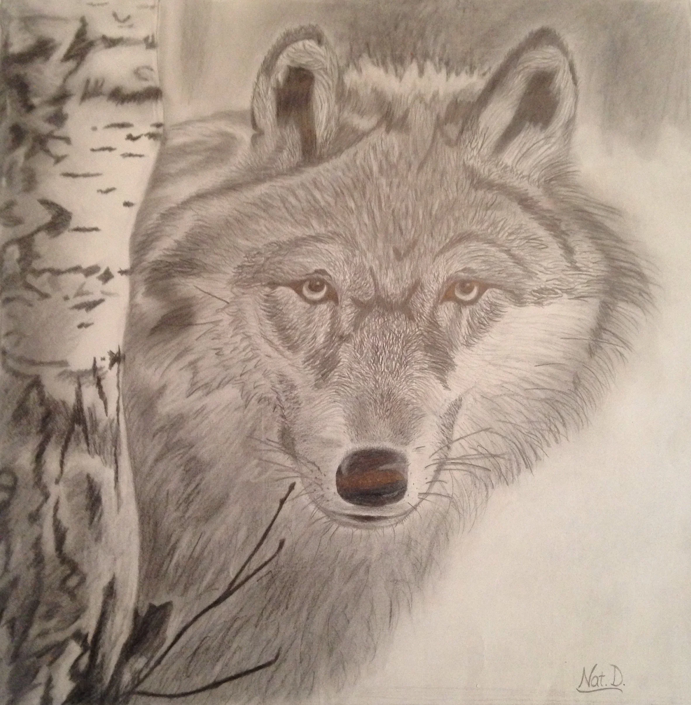 Birch Wolf