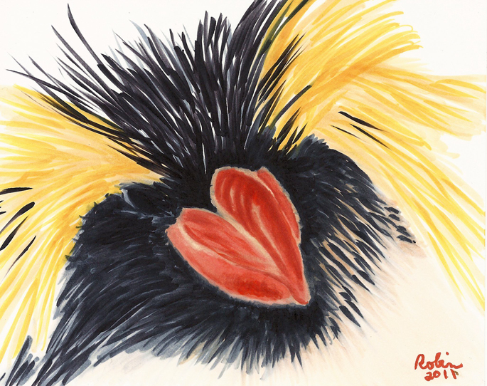 Rockhopper