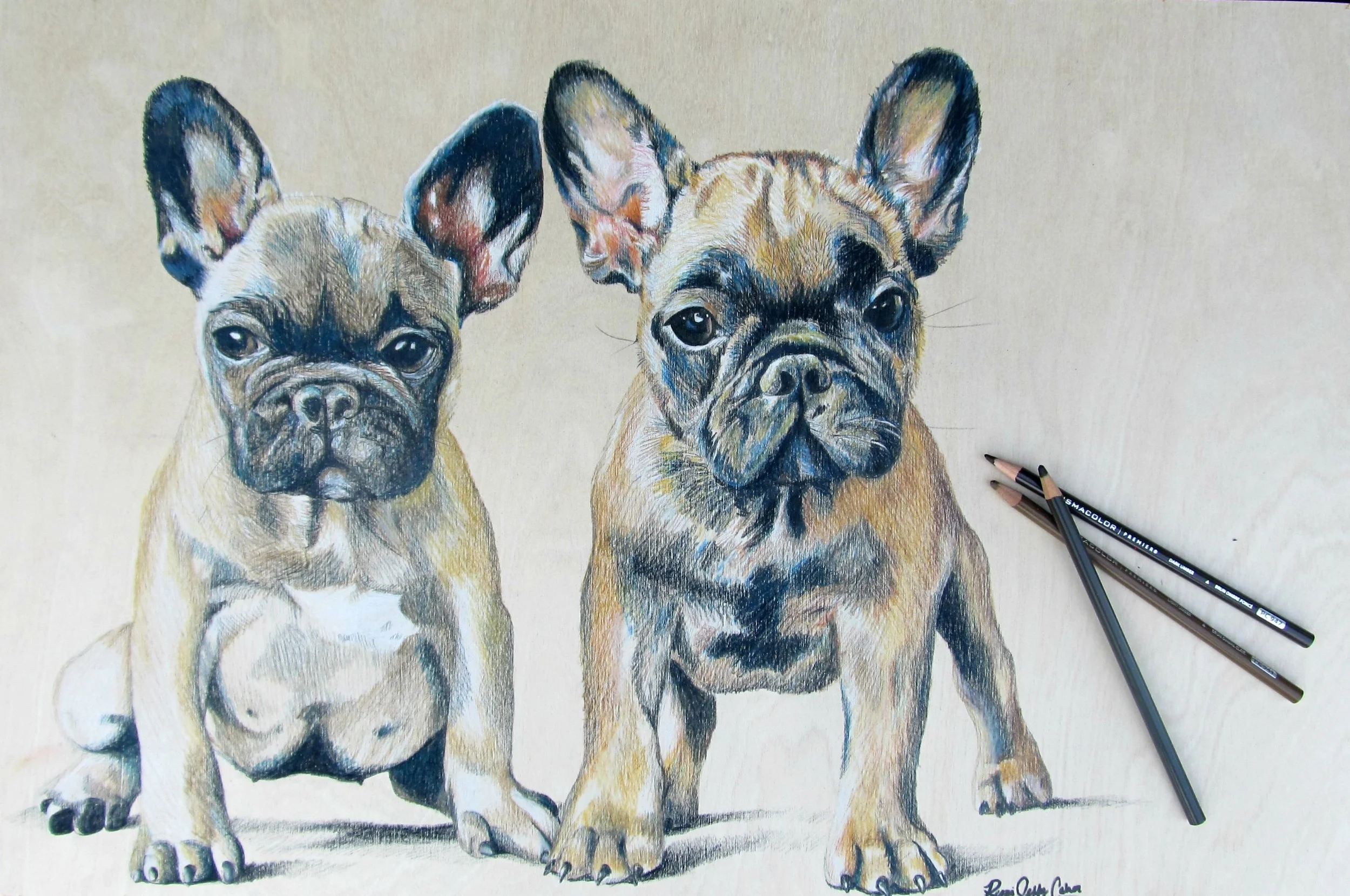 French Bulldogs