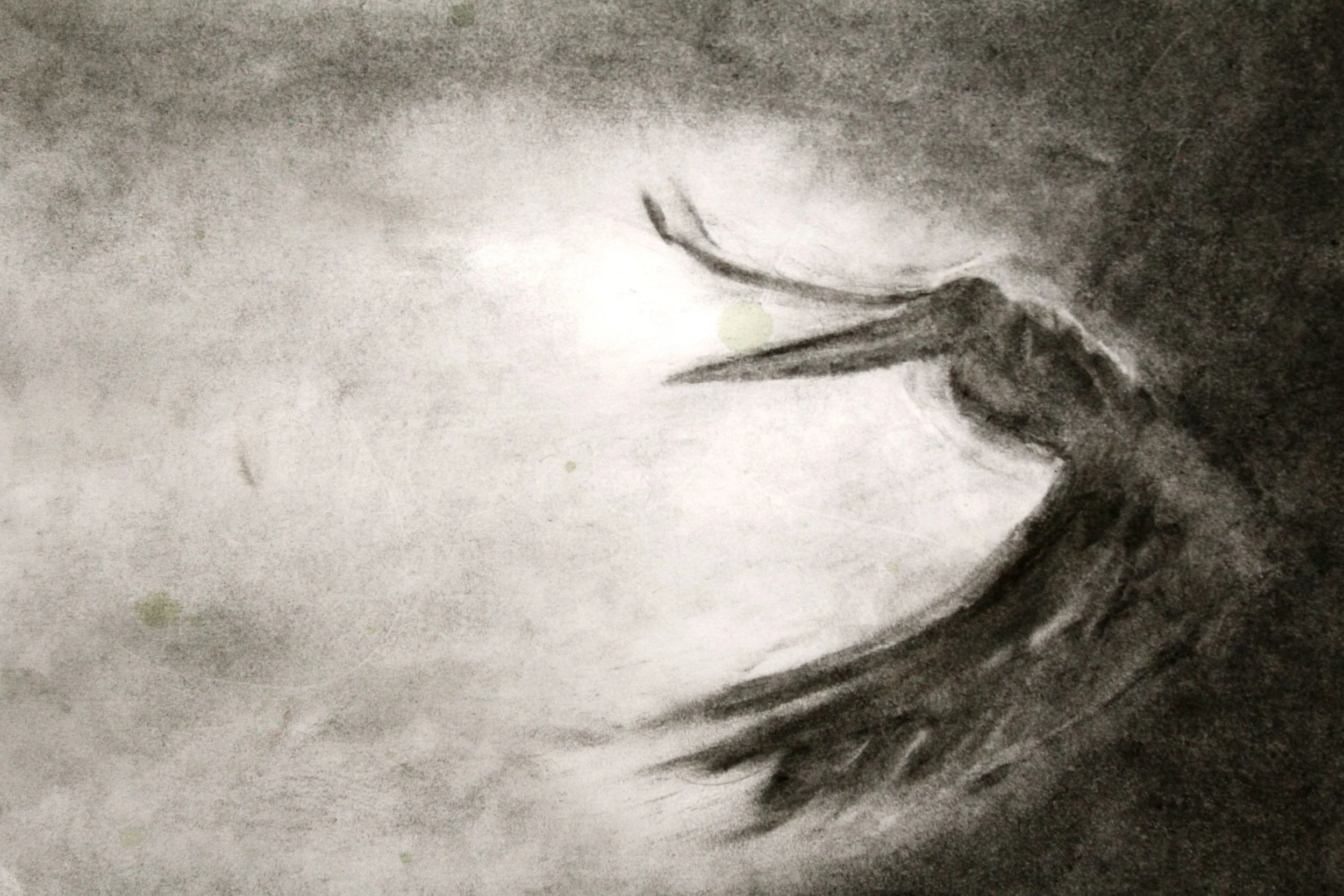 Pelican in Flight