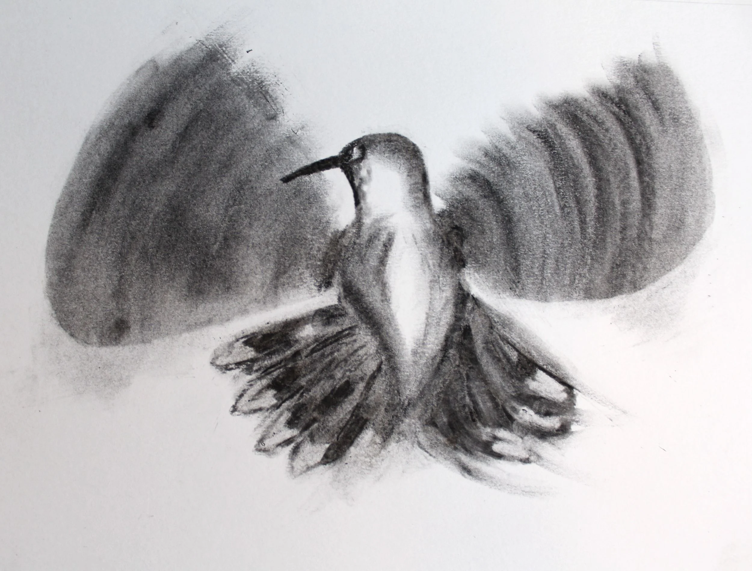Hummingbird Hover
