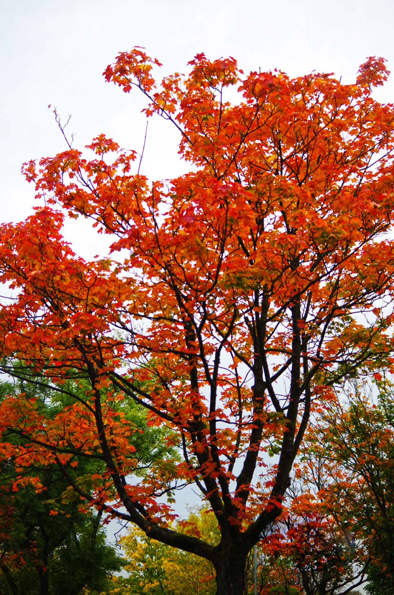 Red Tree