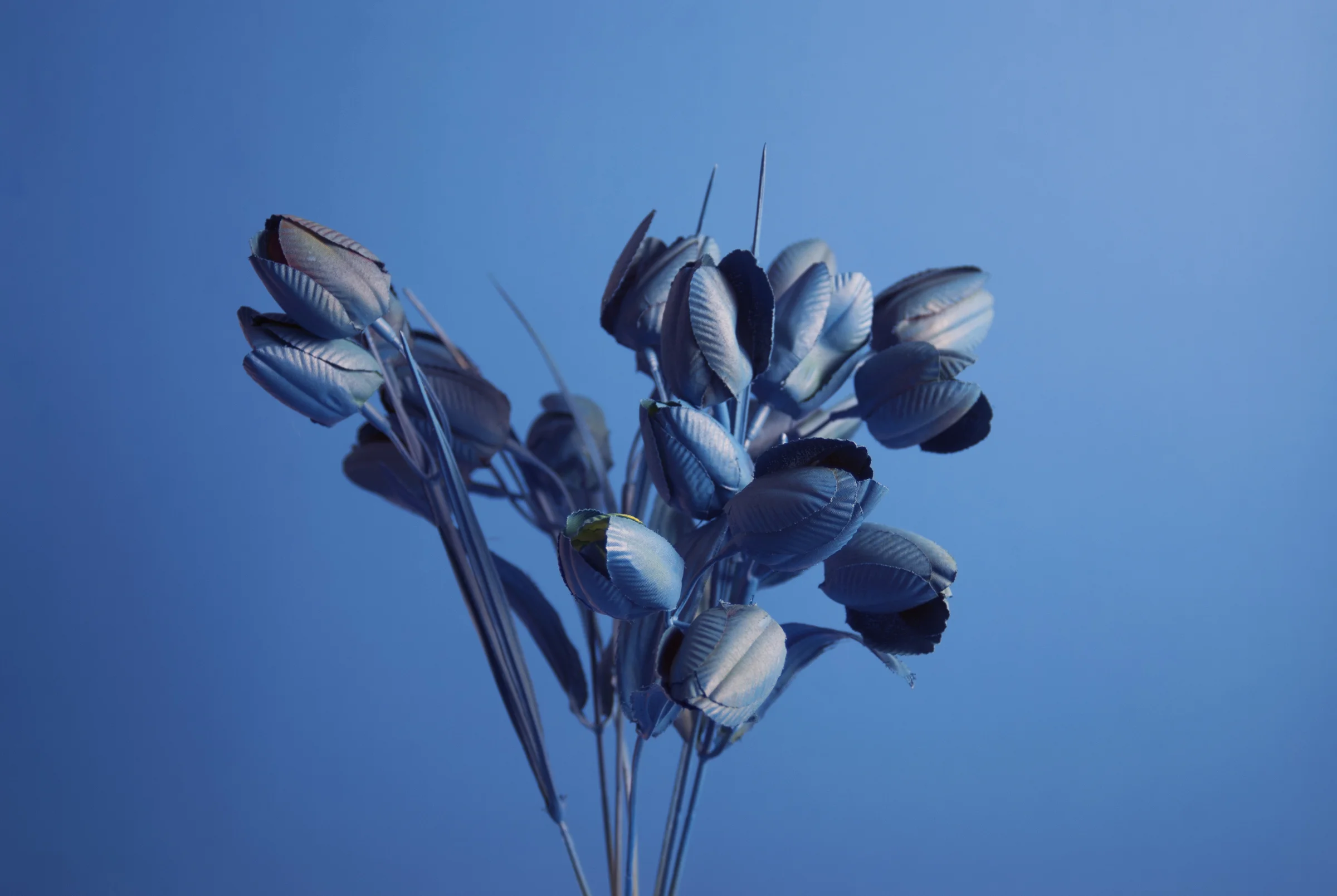 Blue Flowers on Blue