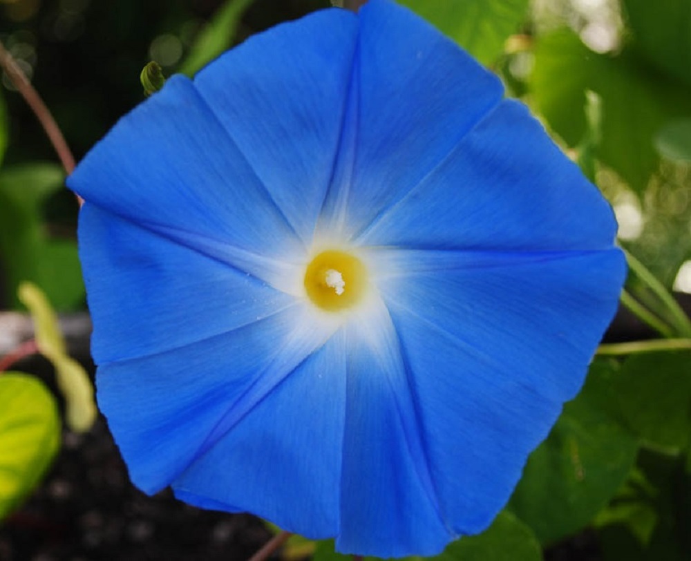 Morning Glory