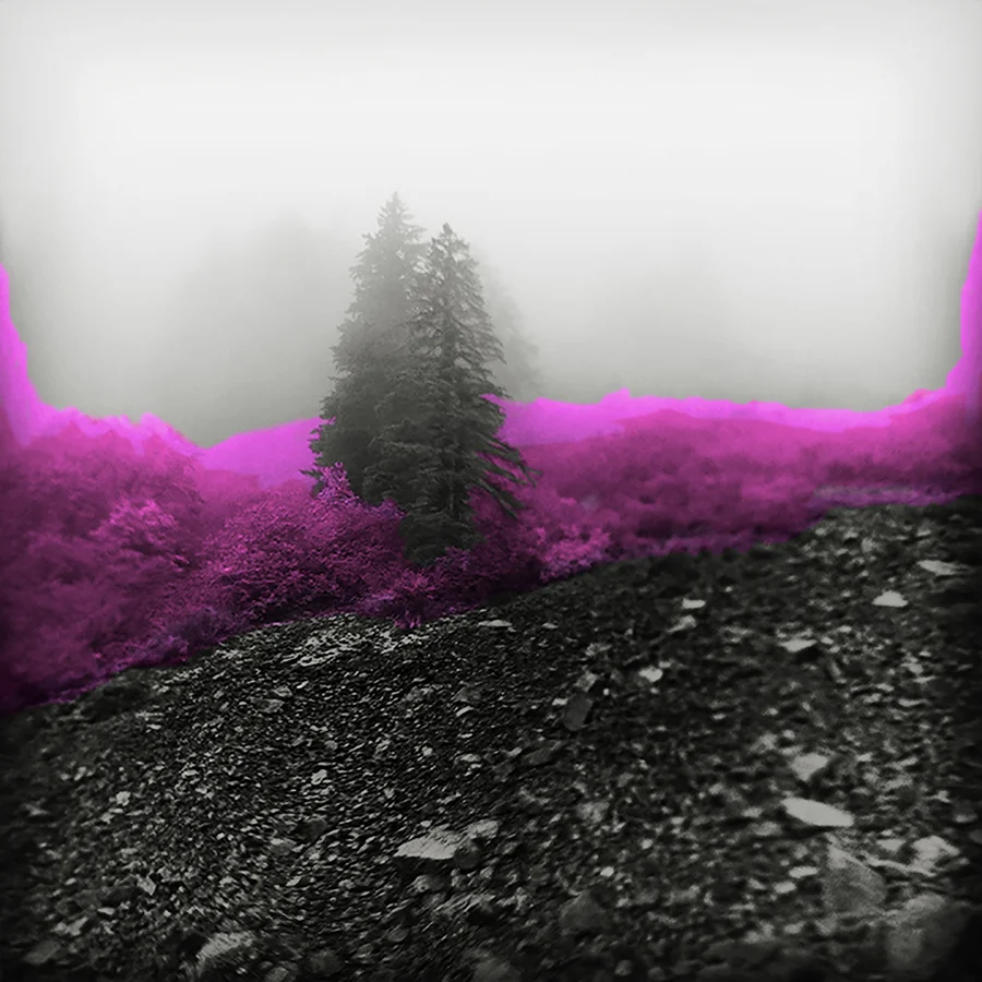 Okanagon Pine