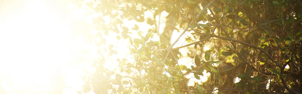 Sol