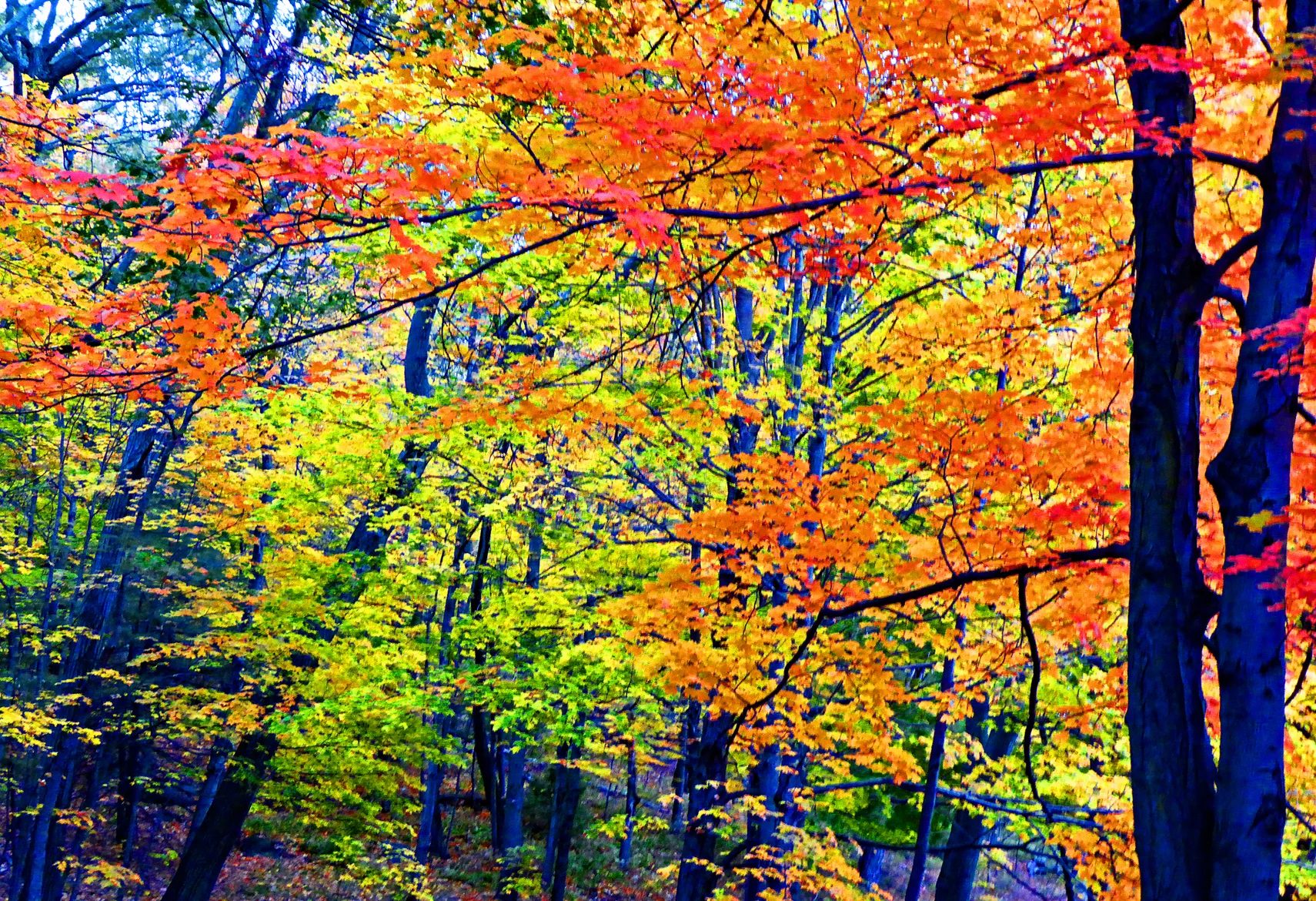 20496934-Haskell_NewEnglandAutumn_Photo_13x19_$325..jpg
