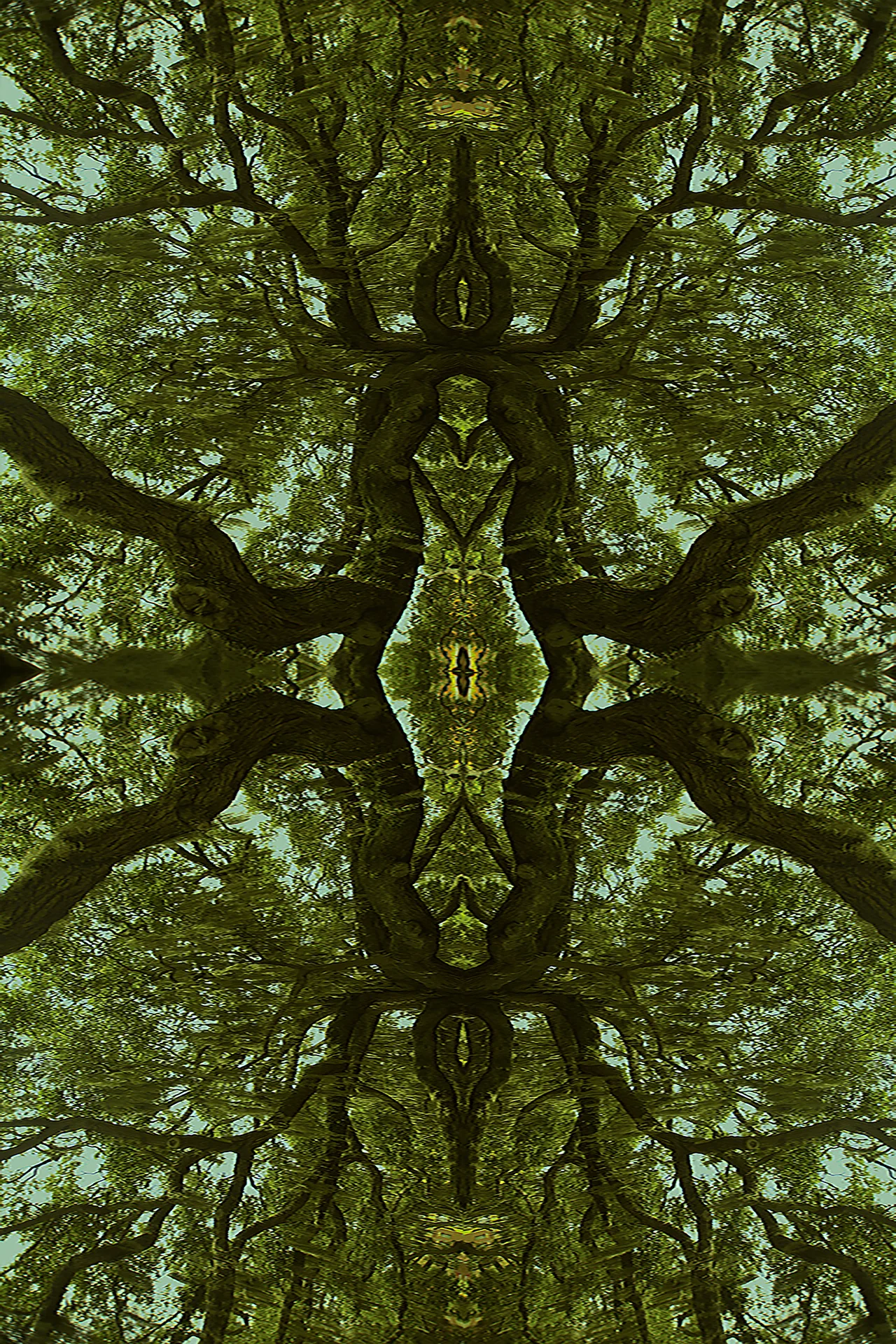 20496926-Kaleidoscope Oak.jpg
