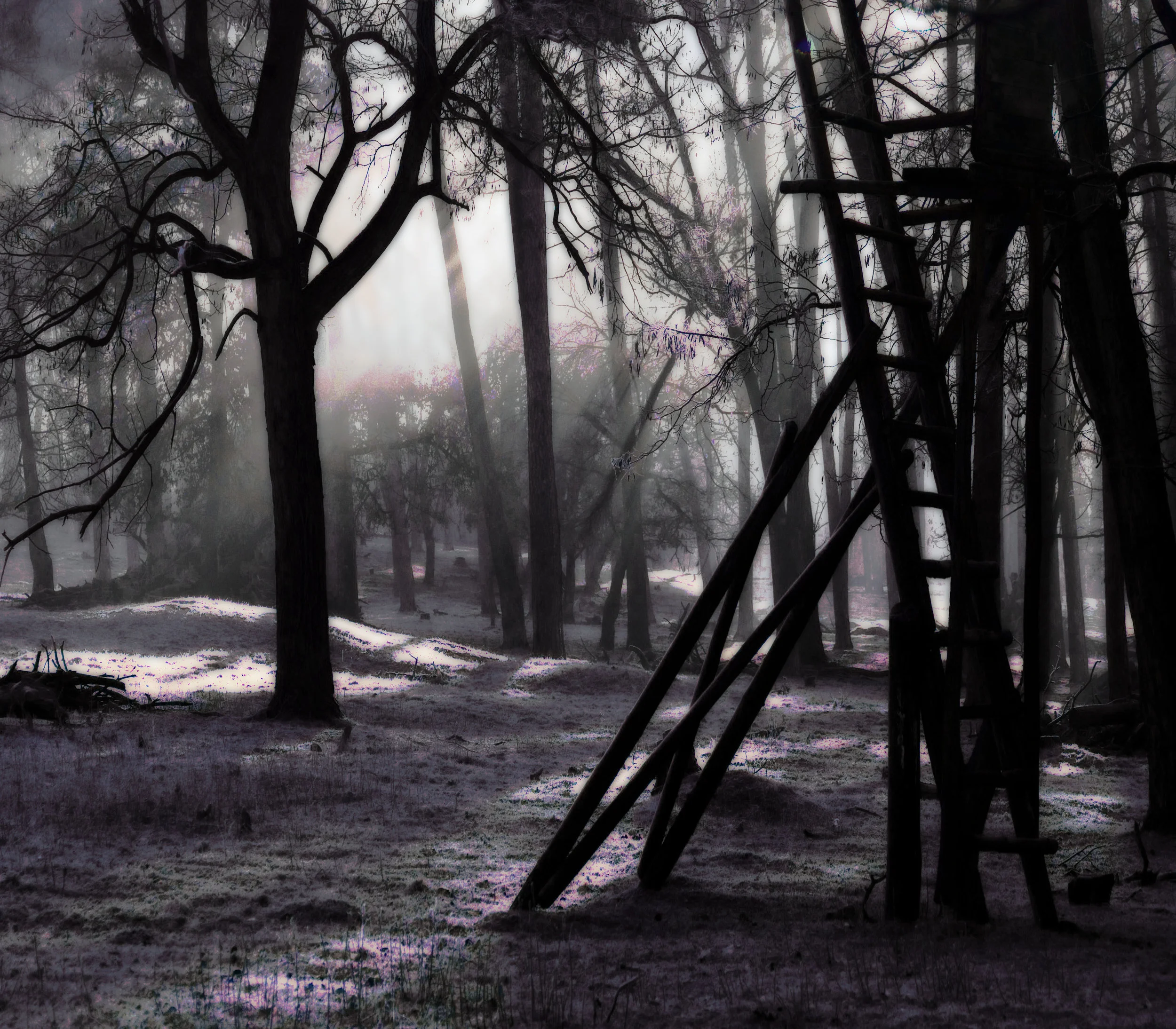20496934-magic woods_06.12.2017_4000x3715px_1.82MB_$30.jpg