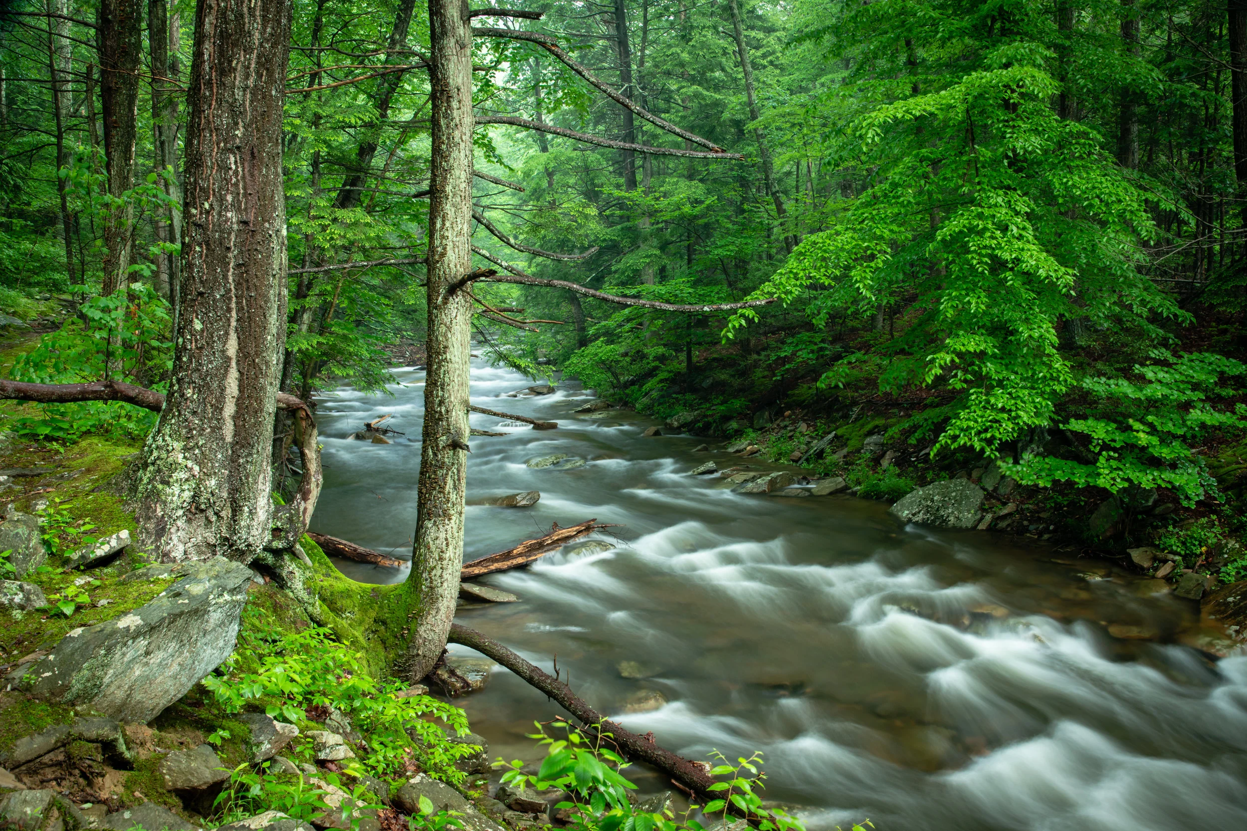20496930-MitchellFlowingThruForest06022018_165.jpg