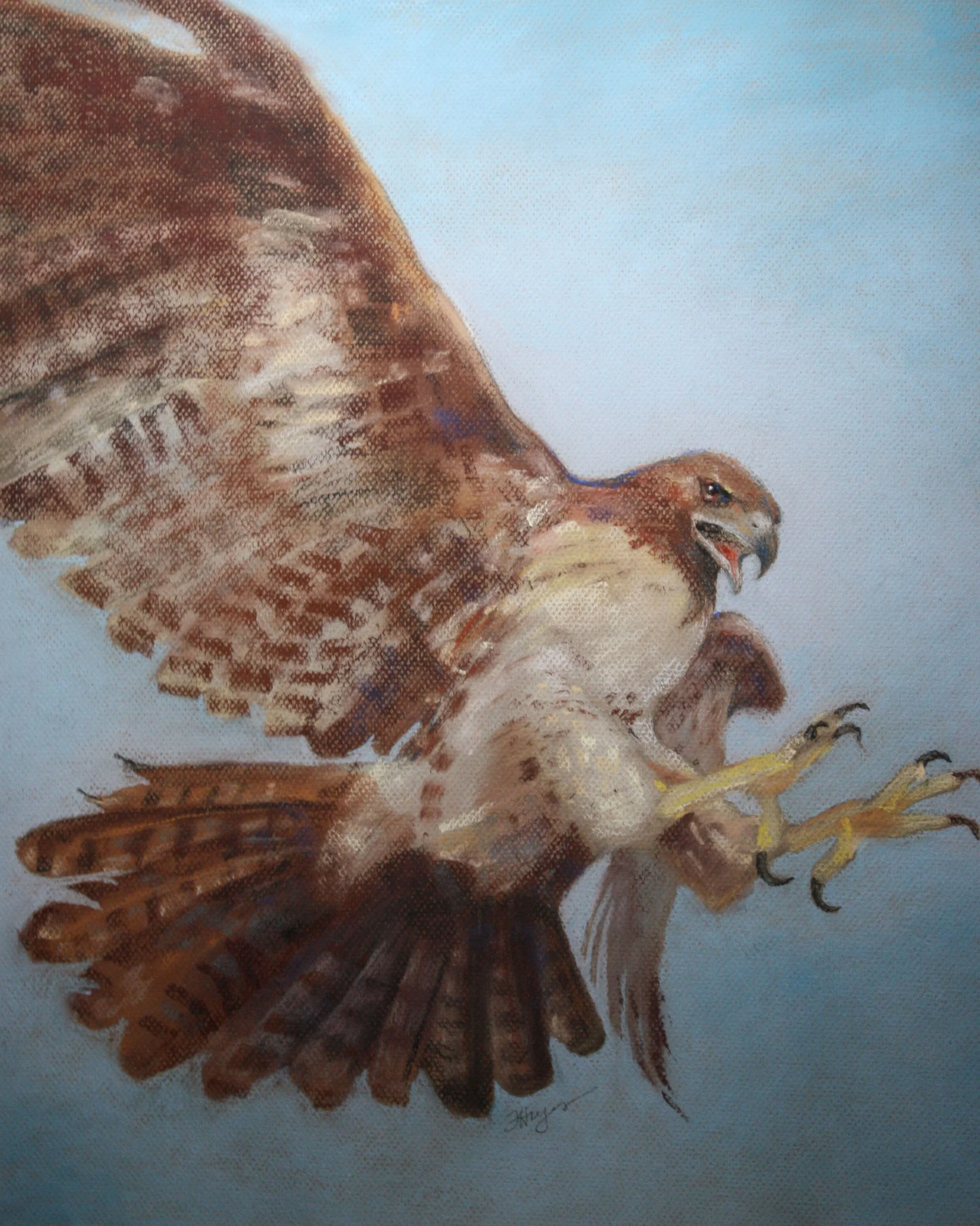 20496922-FloHayes_StoopingHaawk_Painting_20X16_240.jpg