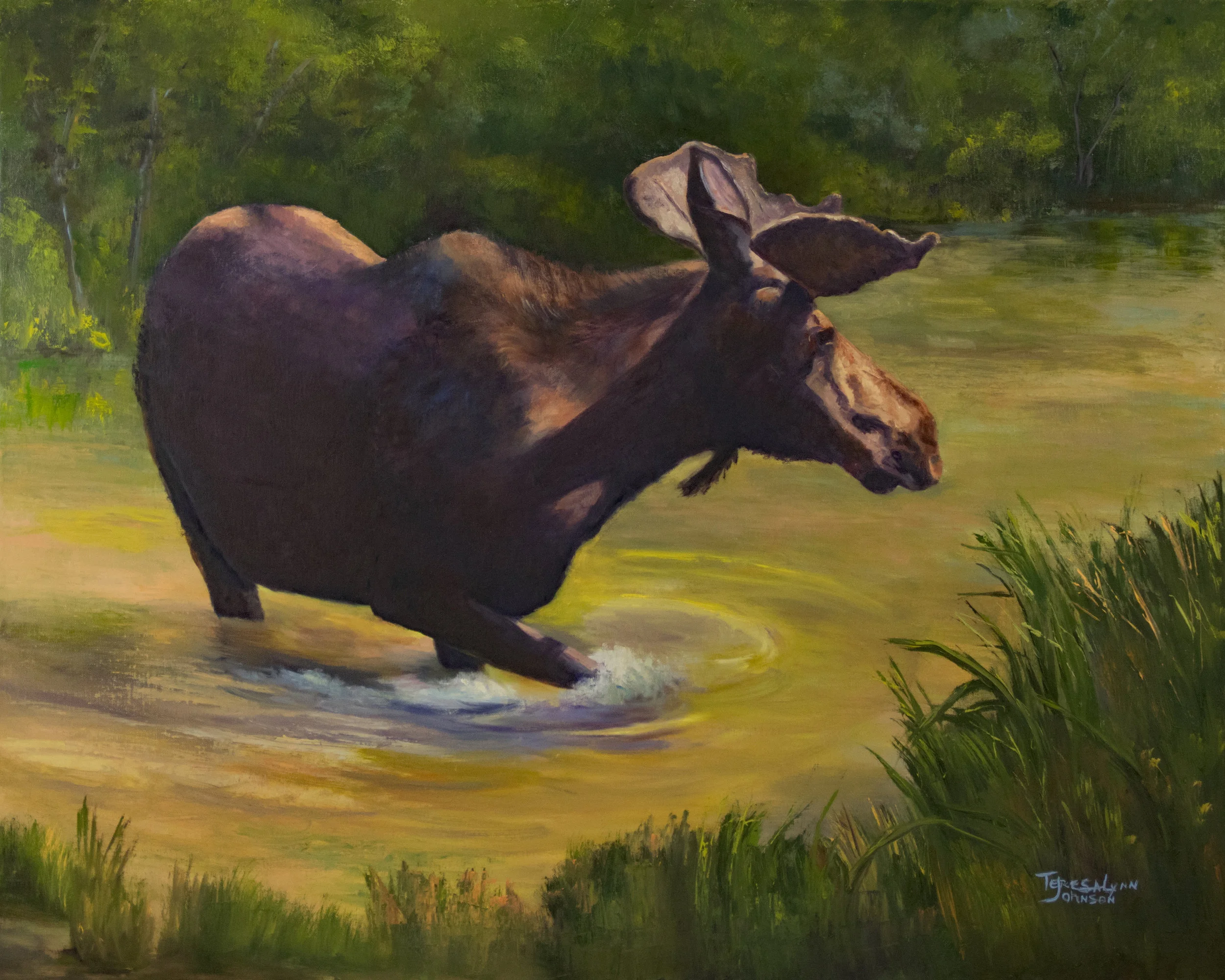 20496922-Moose_Crossing.jpg