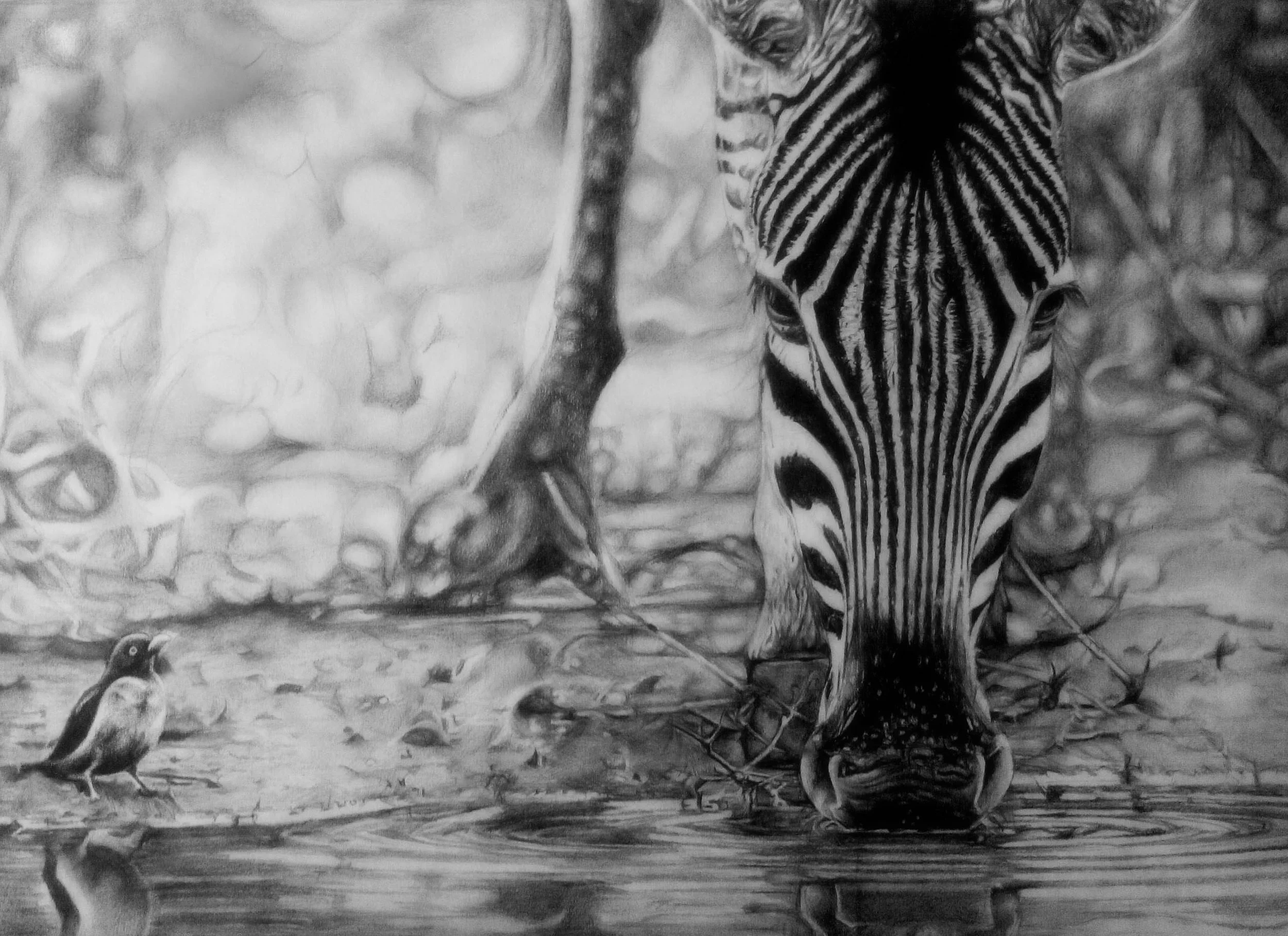 20496930-zebra 60X40cm.jpg