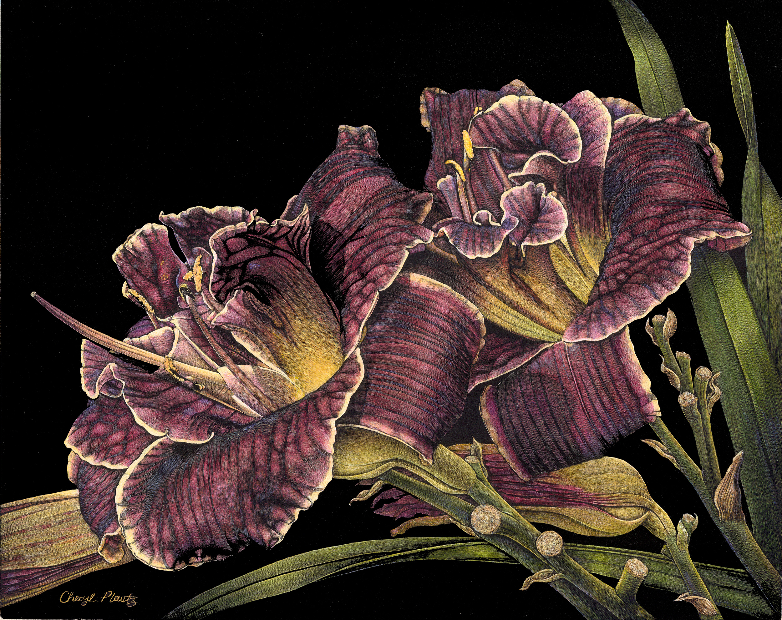 20496922-CherylPlautz_Daylilies_scratchboard_8x10_750.jpg