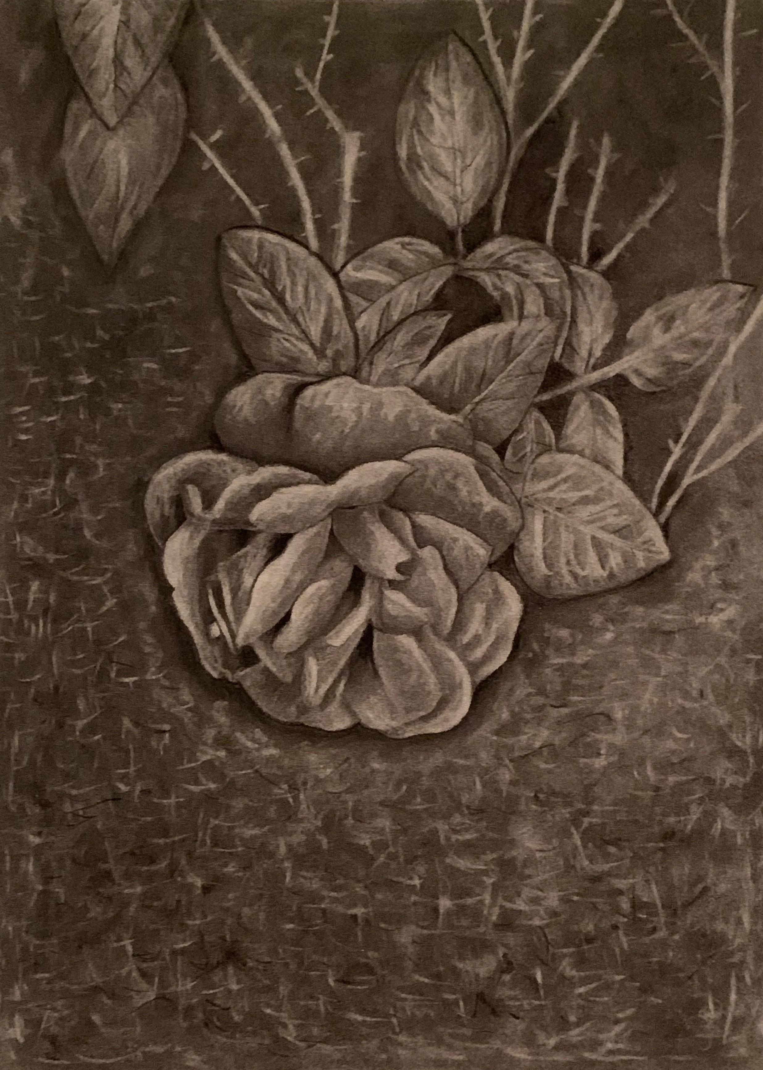 20496922-Garza_Rose_CharcoalDrawing_18x24_2019_35.jpg
