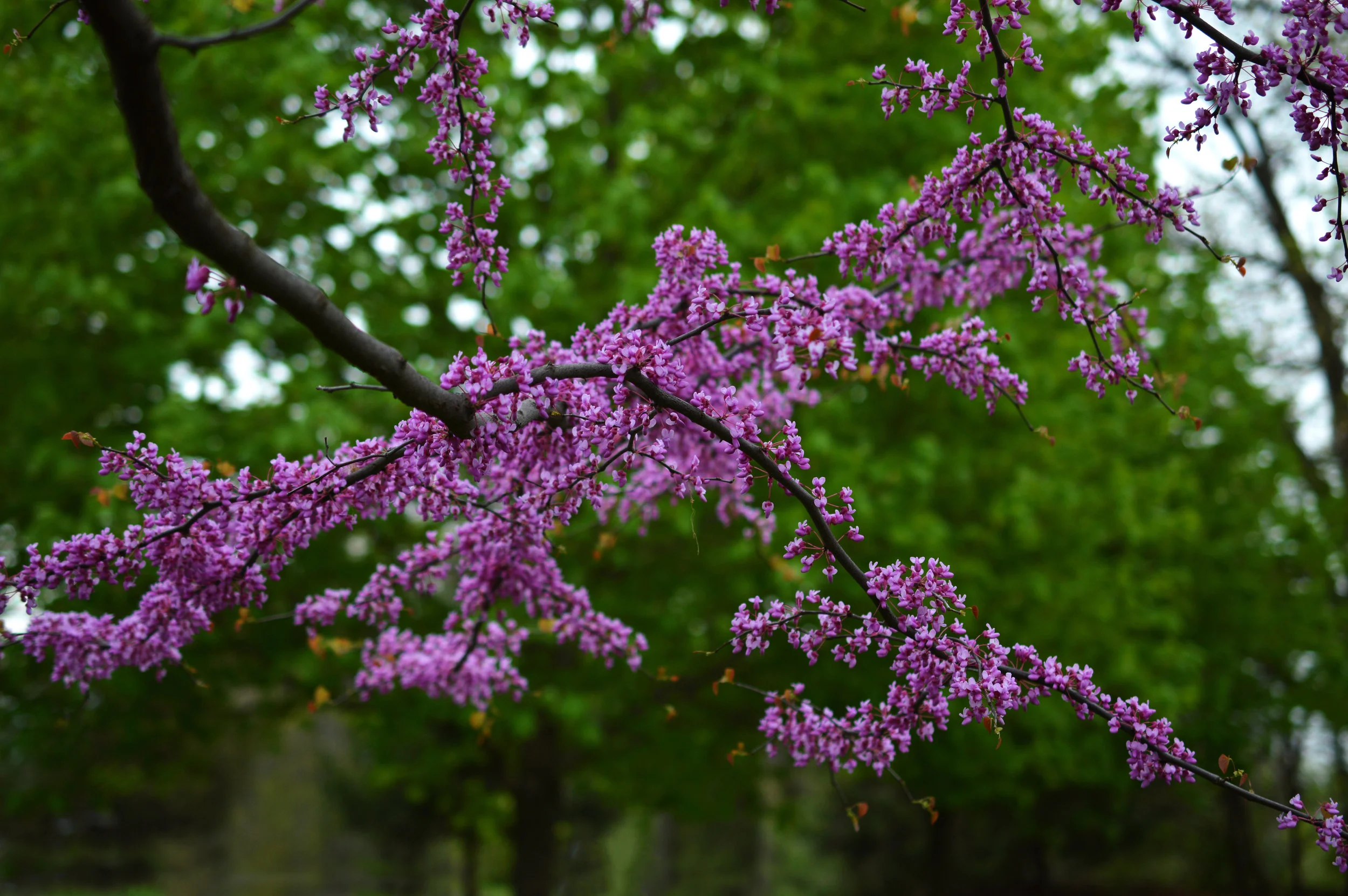 Pink Blooms.jpg