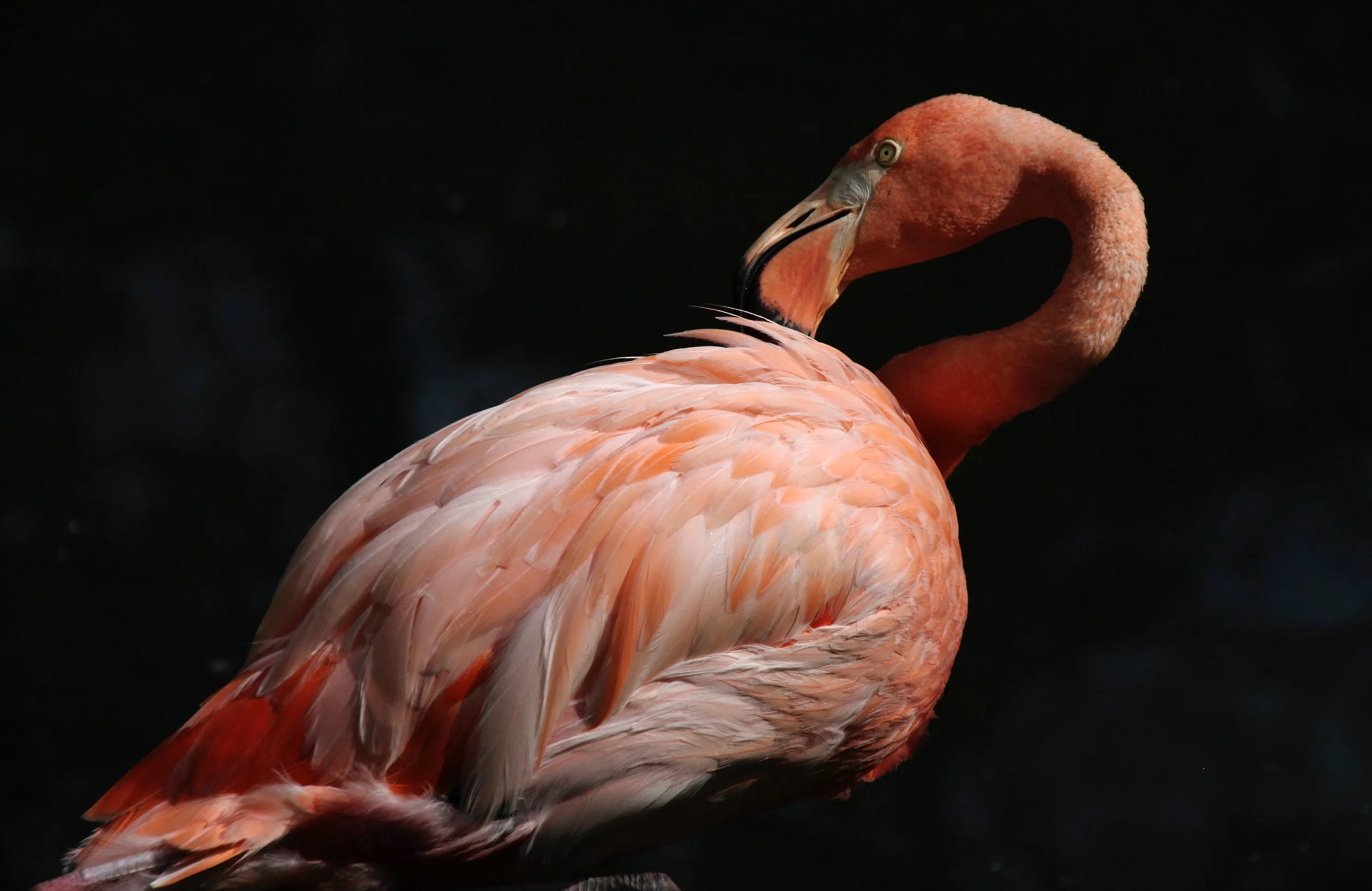 ZhengCha_Flamingo_Photo_16X20_140.jpg