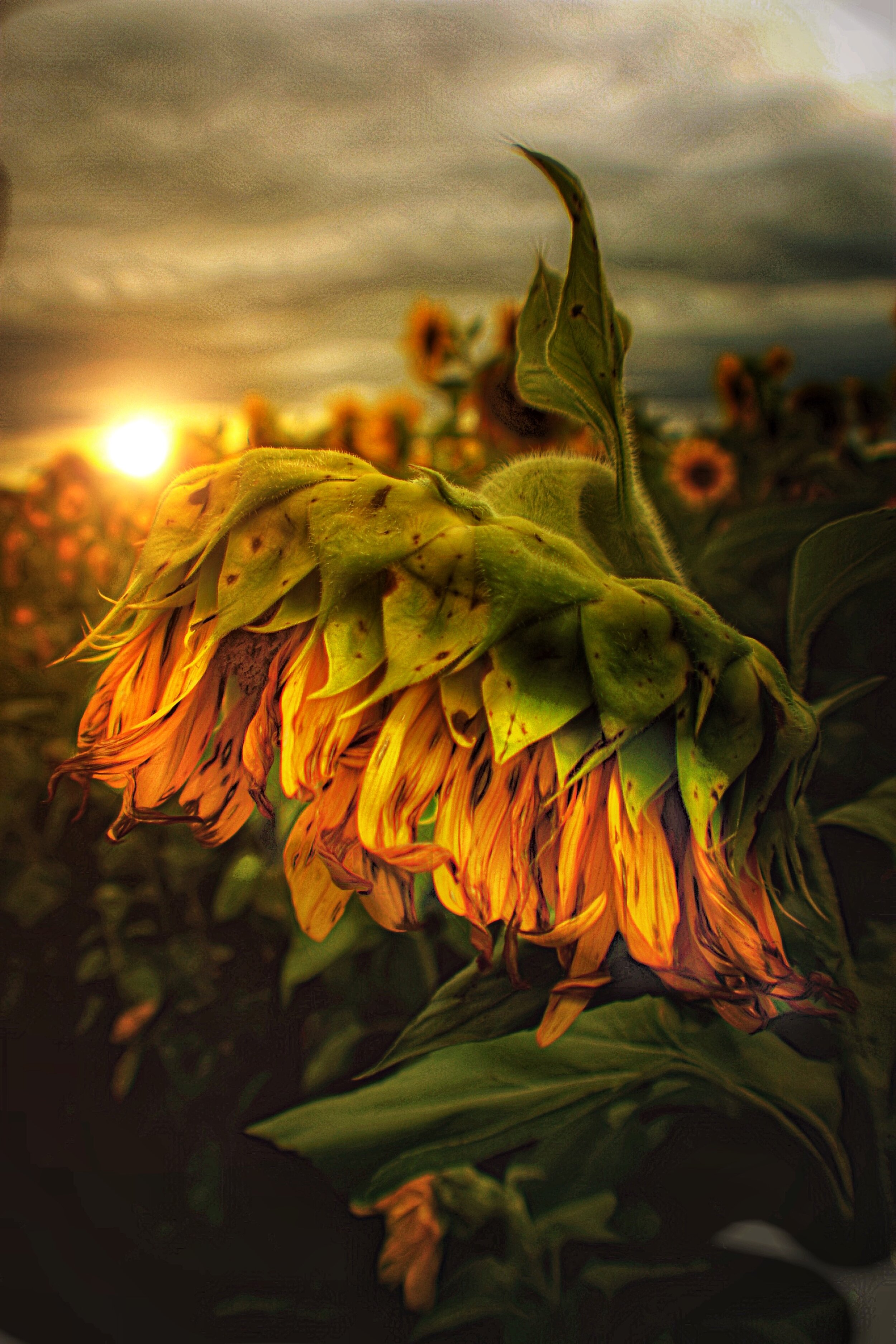 summers last sunset.jpeg