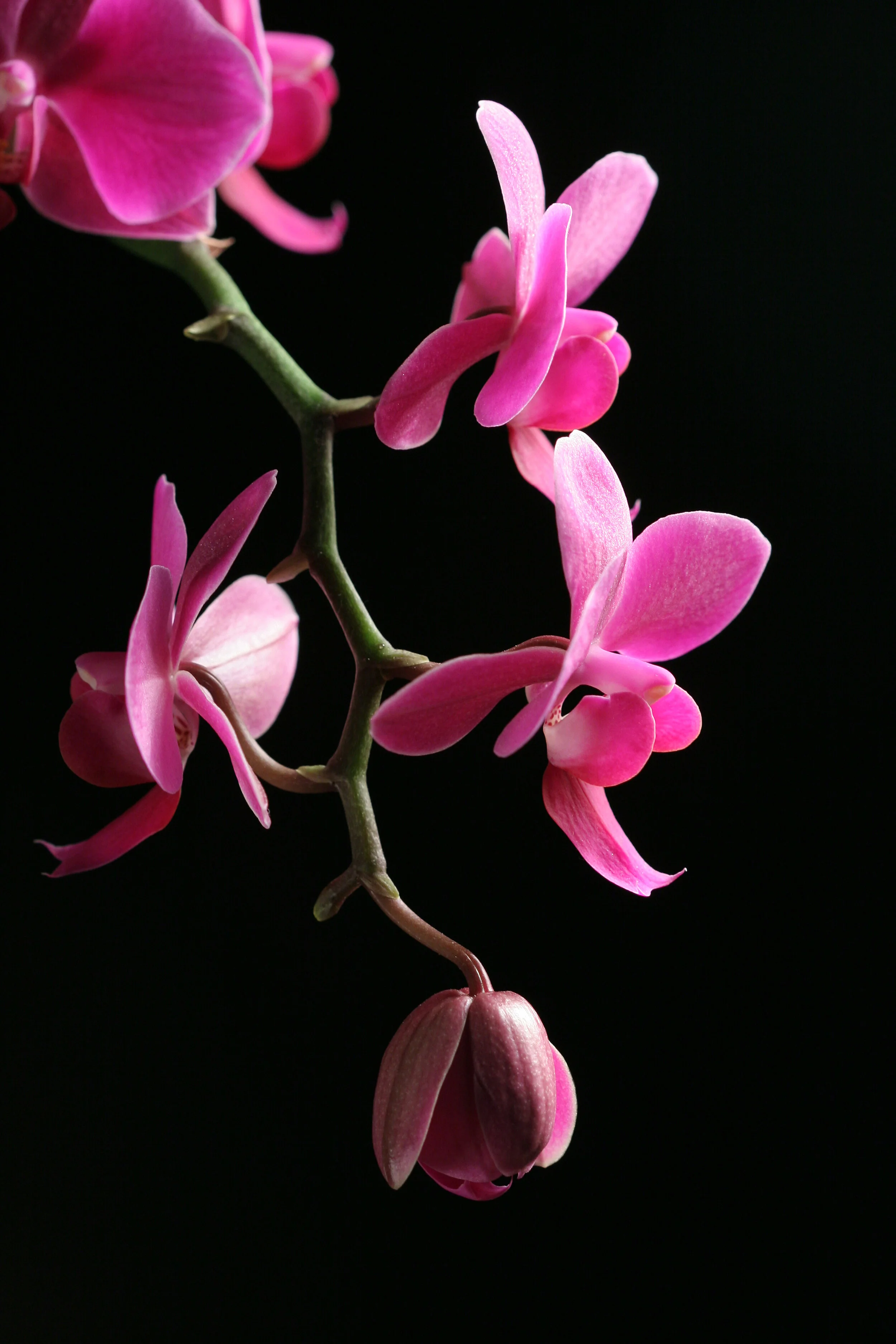 20496930-MoniqueLHeureux_Orchid Quintet_Photography_36x24_2005_350.jpg