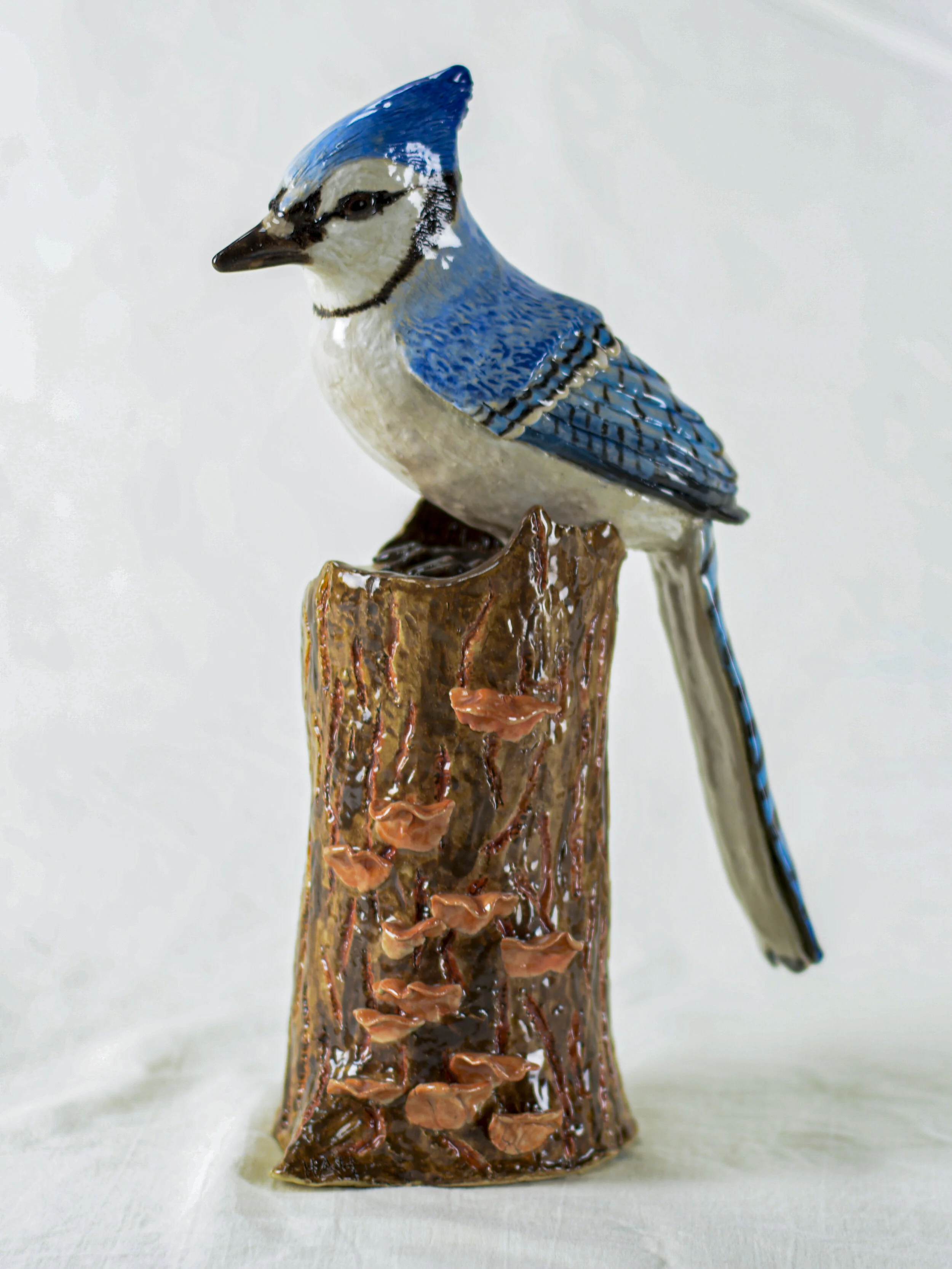 20496922-BlueJay.jpg
