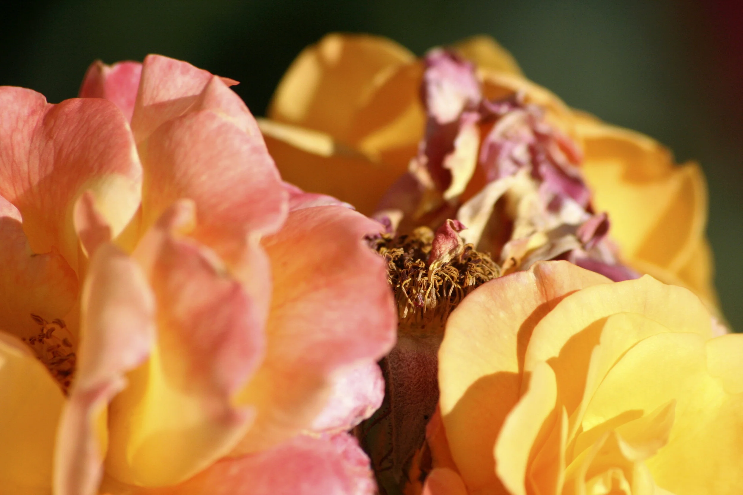 20652646-StuckInTheMiddleReadyToBloom.jpg