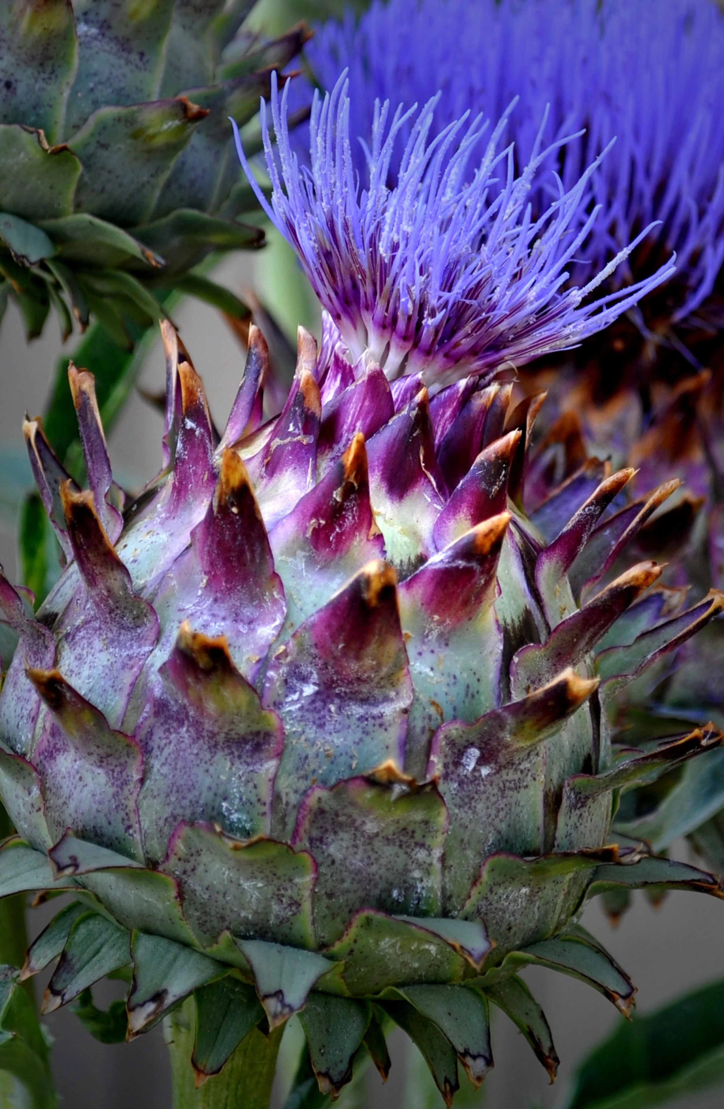 20496922-Tomlin_Flowering Artichoke_Photography_8.5x14_110.jpg